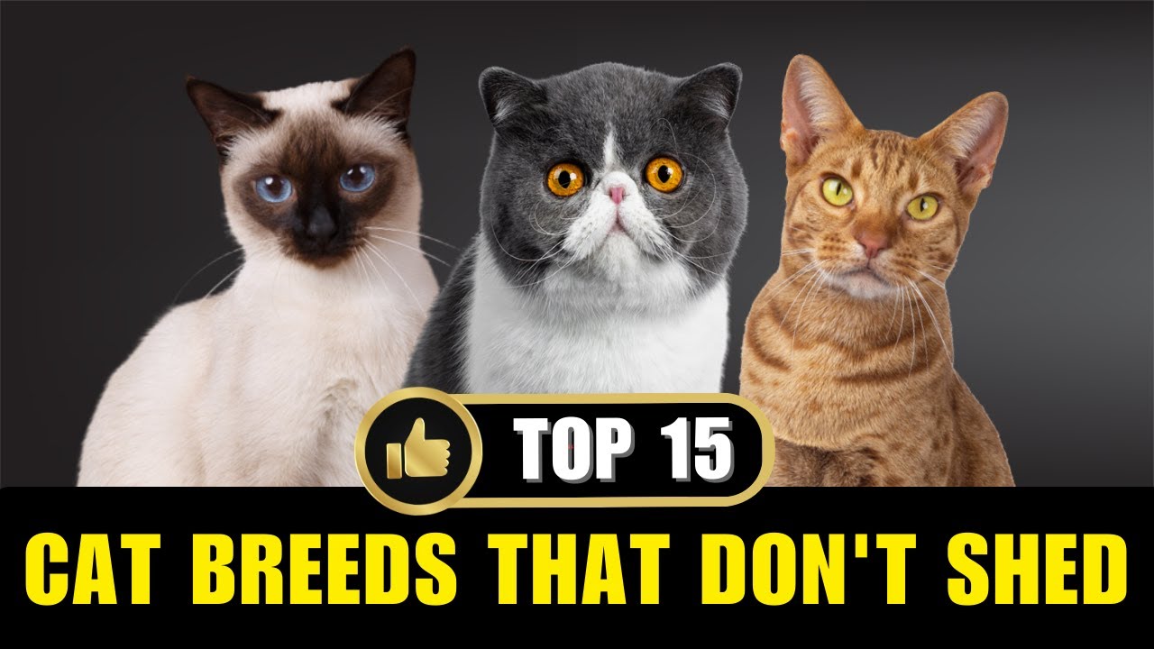 Top 15 Cat Breeds That Don't Shed Or Smell