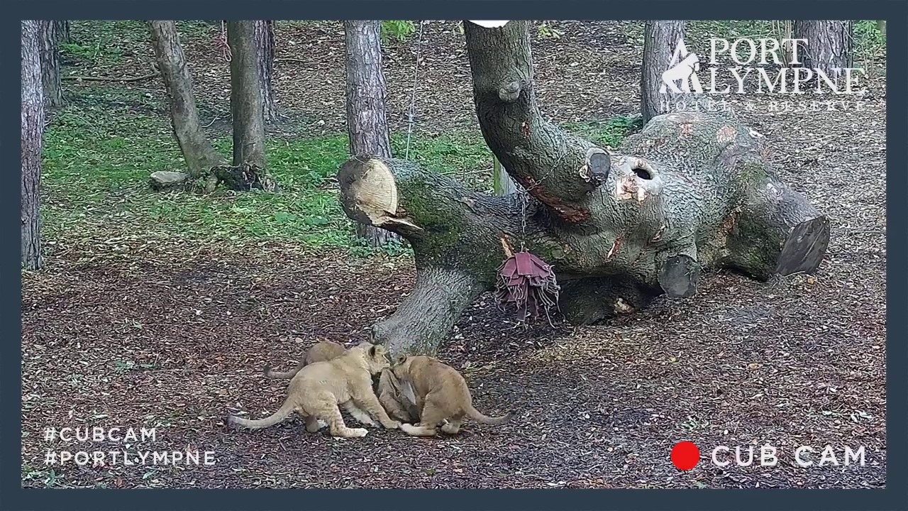 Lion Cub Cam Highlight | Lion Cubs Playing With Hessian Sack Enrichment