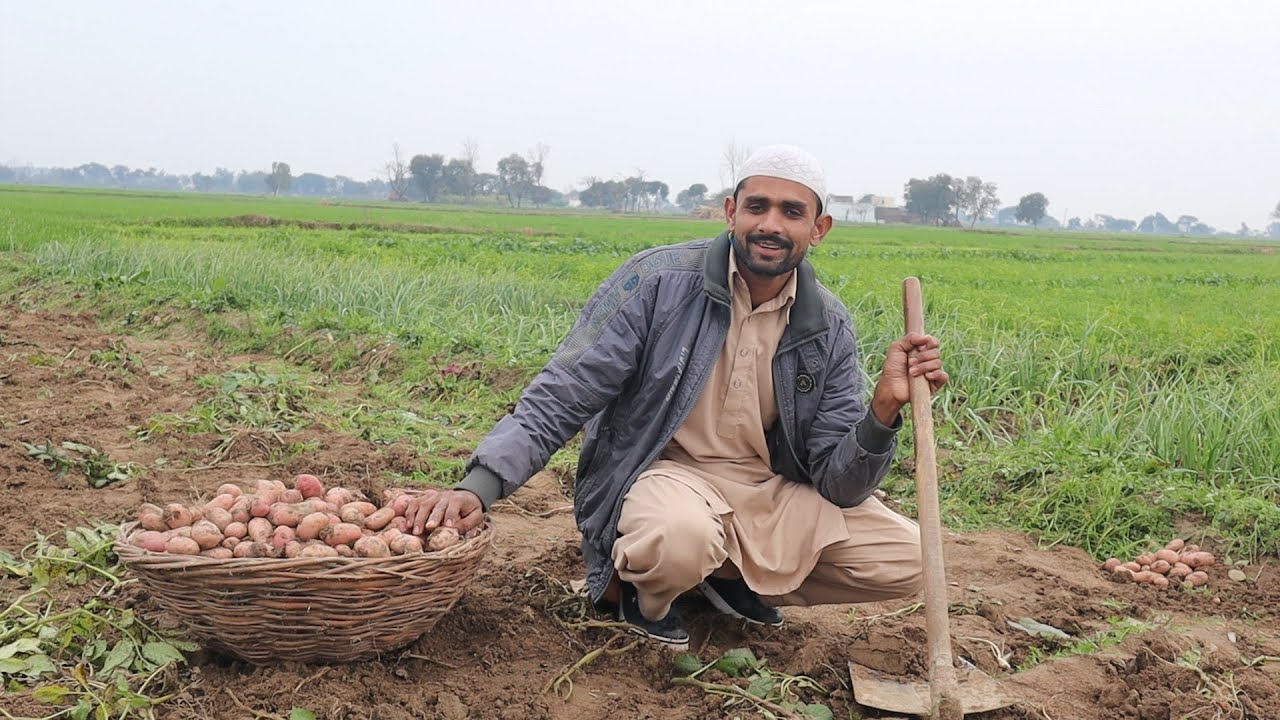 Pakistani young man working in fields Village life in Pakistan Mozzam Saleem