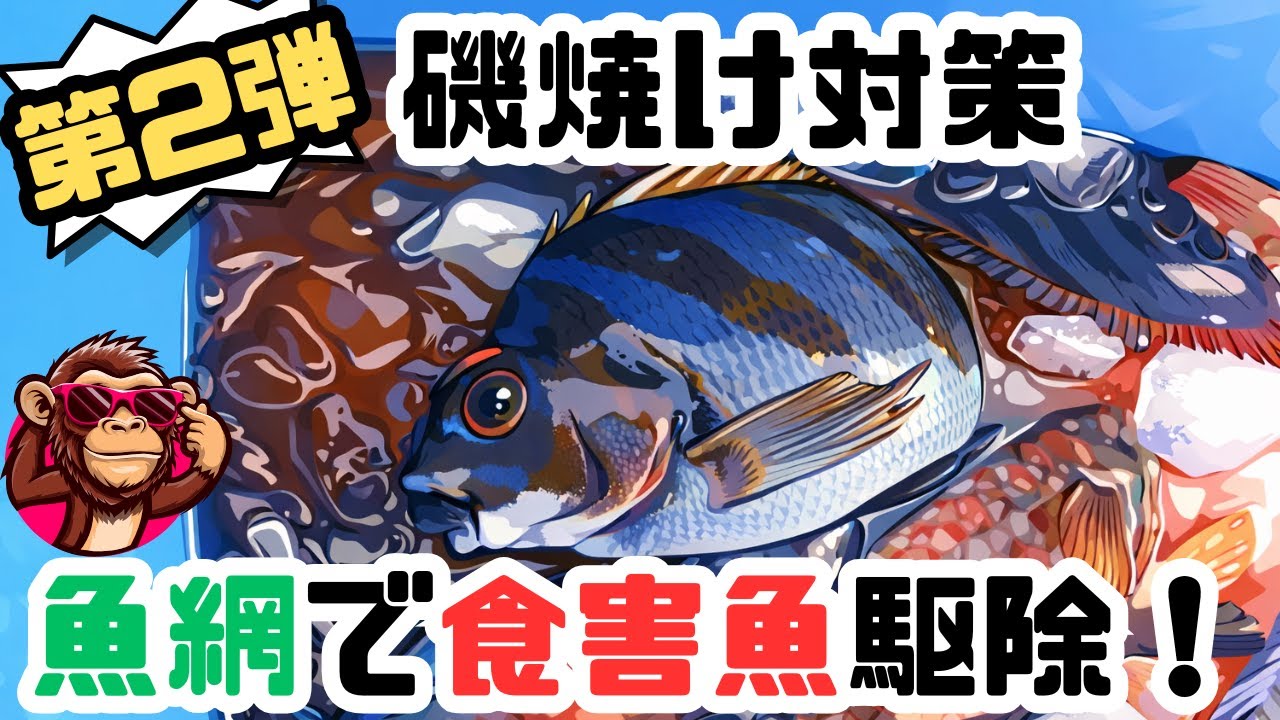 令和8年1月3日【魚網で食害魚駆除！】磯焼けの原因の1つの食害魚を魚網で一網打尽だ！！