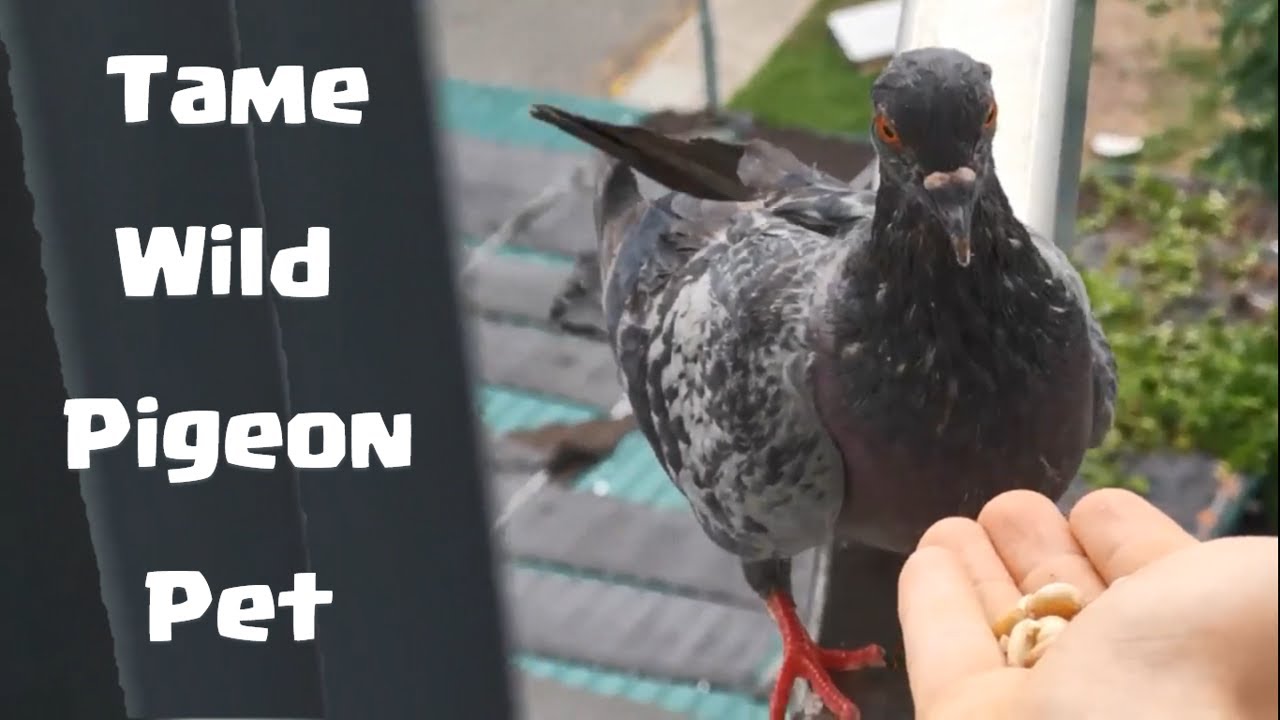 How to Tame Wild Pigeon Pet