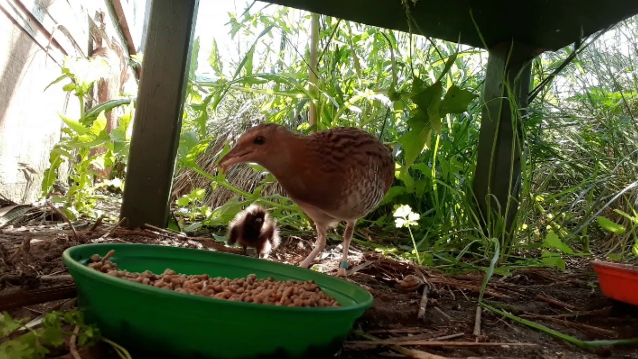 #13 - Conservation Corner - Corncrake parent & chicks (June 2020)