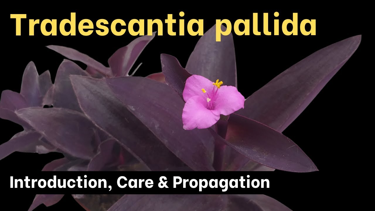 How to Grow Tradescantia pallida