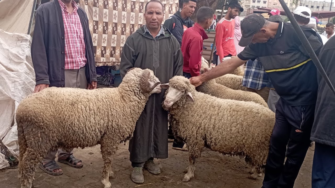 حميدطيكطوك سوق.رميل.ي