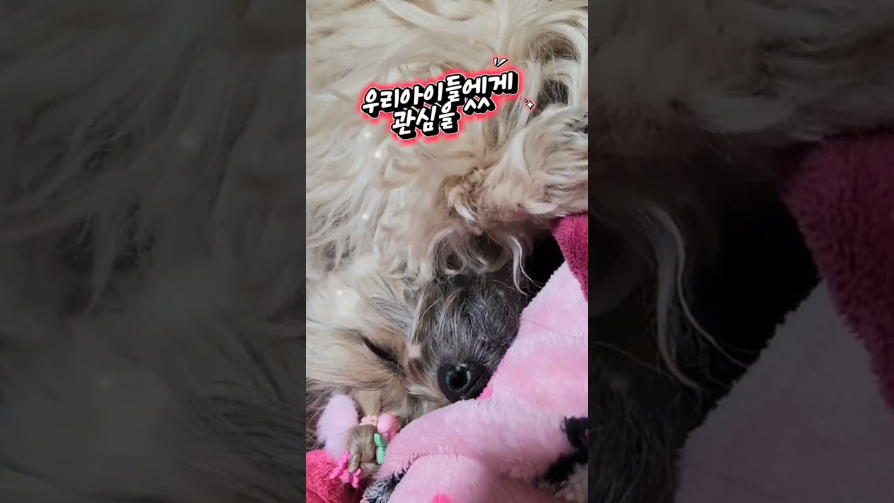 댕댕이들의 자는모습 잘확인해주세요^^#말티푸#강아지일상#강아지산책#coute Puppy#cute cat#웃긴영상#멋진풍경#子犬基本常識#Dog Basics#