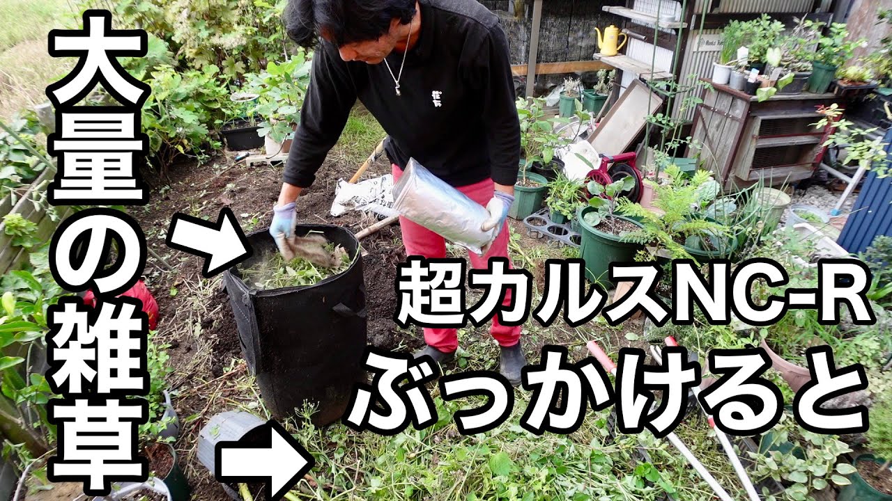【米ぬか不要】とんでもないことになりました。　【園芸超人カーメン君】【雑草対策】【超カルスNC-R】