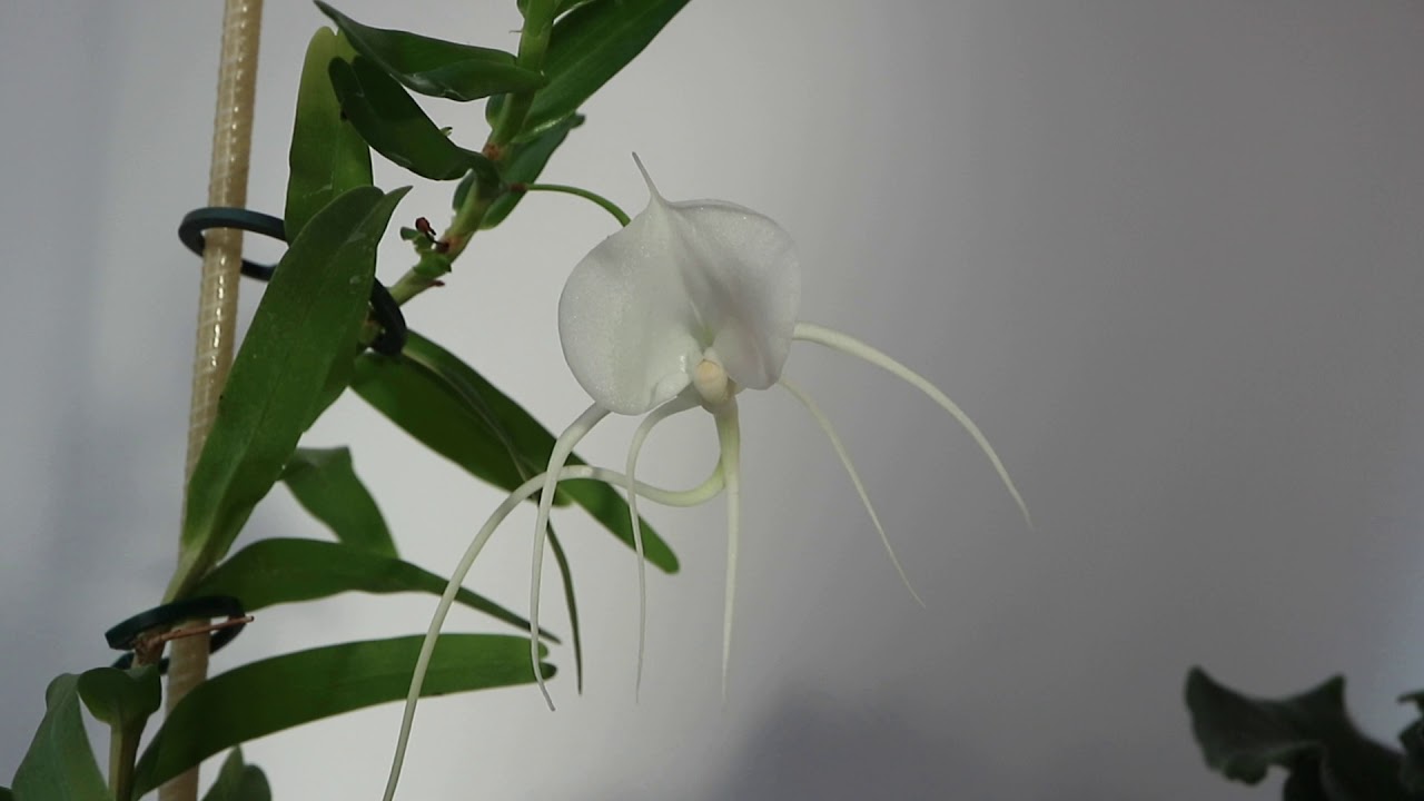 Angraecum germinyanum. Содержание и уход.