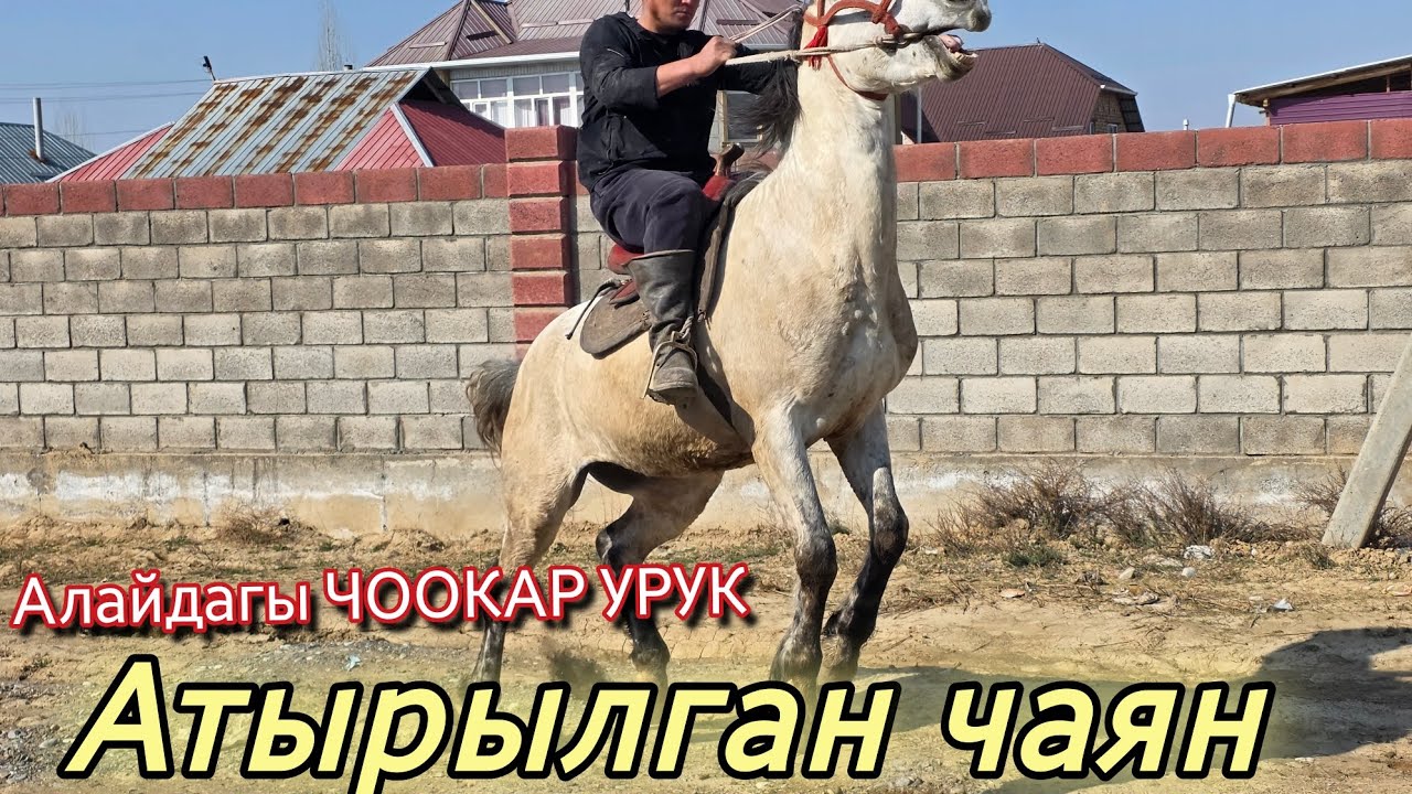 АЛАЙДАГЫ Чөөкардин УРУГУ АРЗАН ЧЫКТЫ
