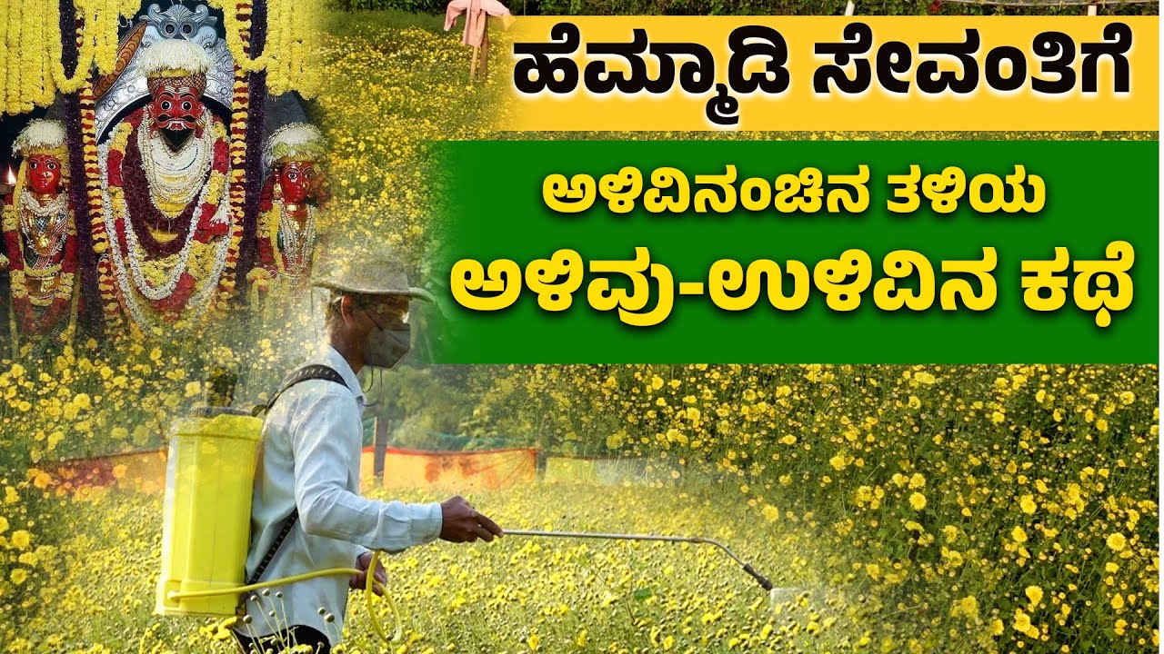 ಹೆಮ್ಮಾಡಿ ಸೇವಂತಿಗೆ ಇಲ್ಲದೆ ಮಾರಣಕಟ್ಟೆ ಜಾತ್ರೆ ನಡೆಯುವುದಿಲ್ಲ |Hemmadi Sevanthige: A Rare Bloom | Udayavani