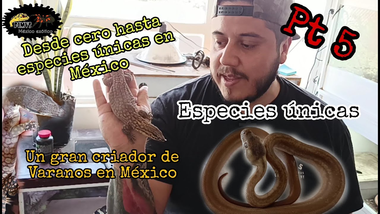 Cómo inicio desde cero hasta tener especies unicas en México CharlyRock Monitor Lizards Pt 5