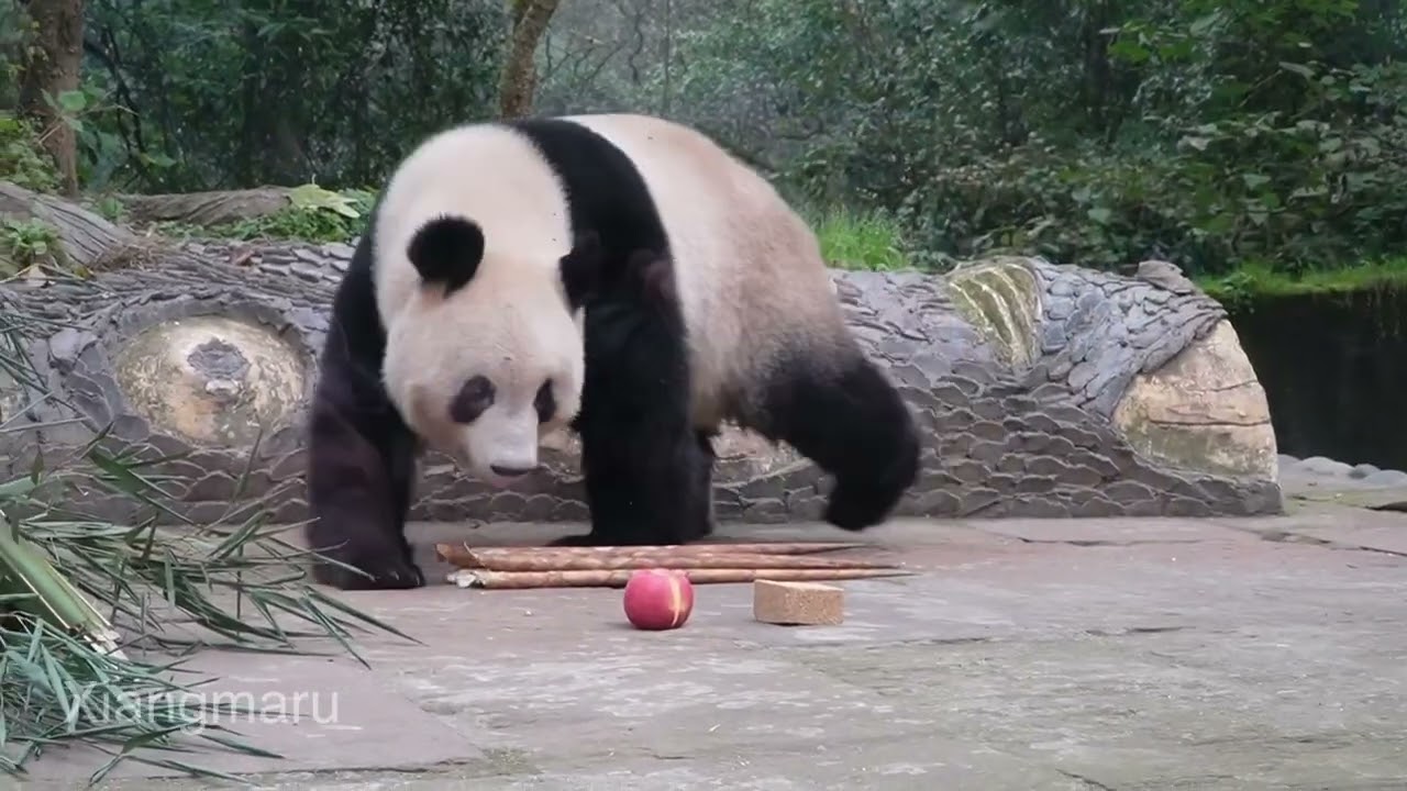 丸ごとかと思ったらパカンと半分に割れてたシャンシャンのおりんご