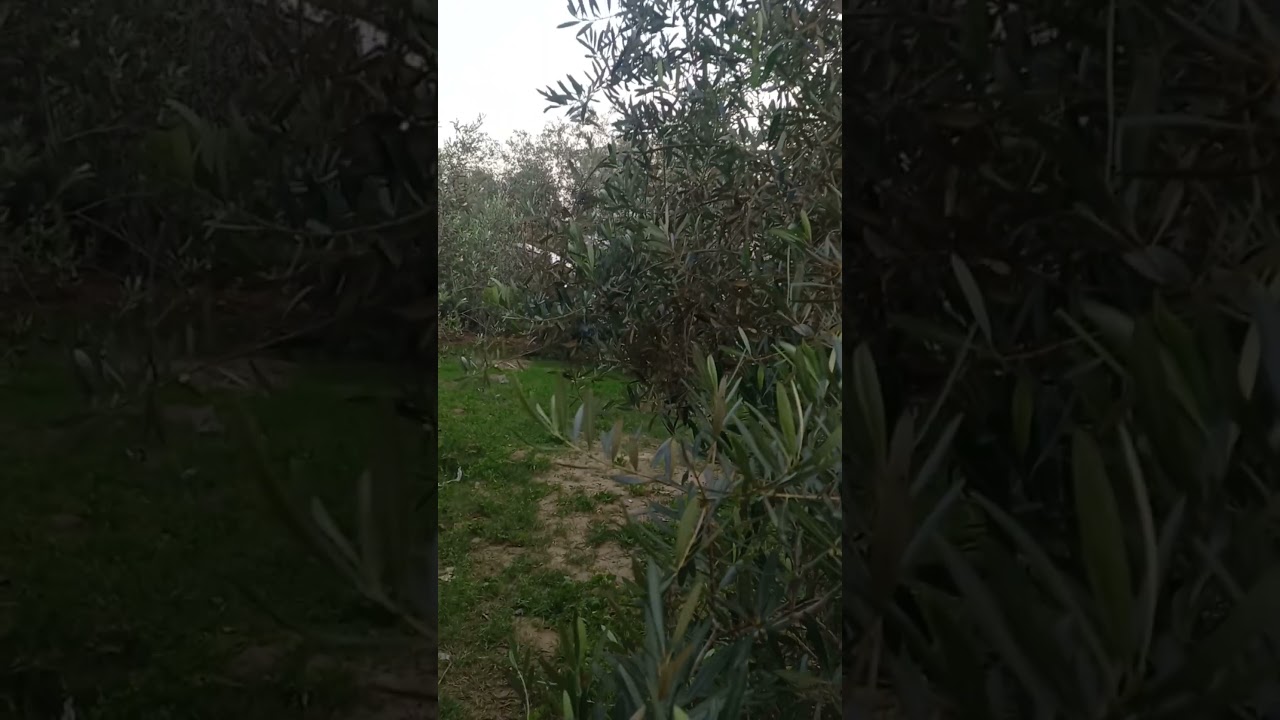 الحمدلله على كل حال