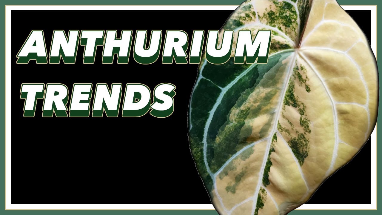 Anthurien erobern die Welt | Dokumentation &bdquo;Pretty in Green&ldquo;