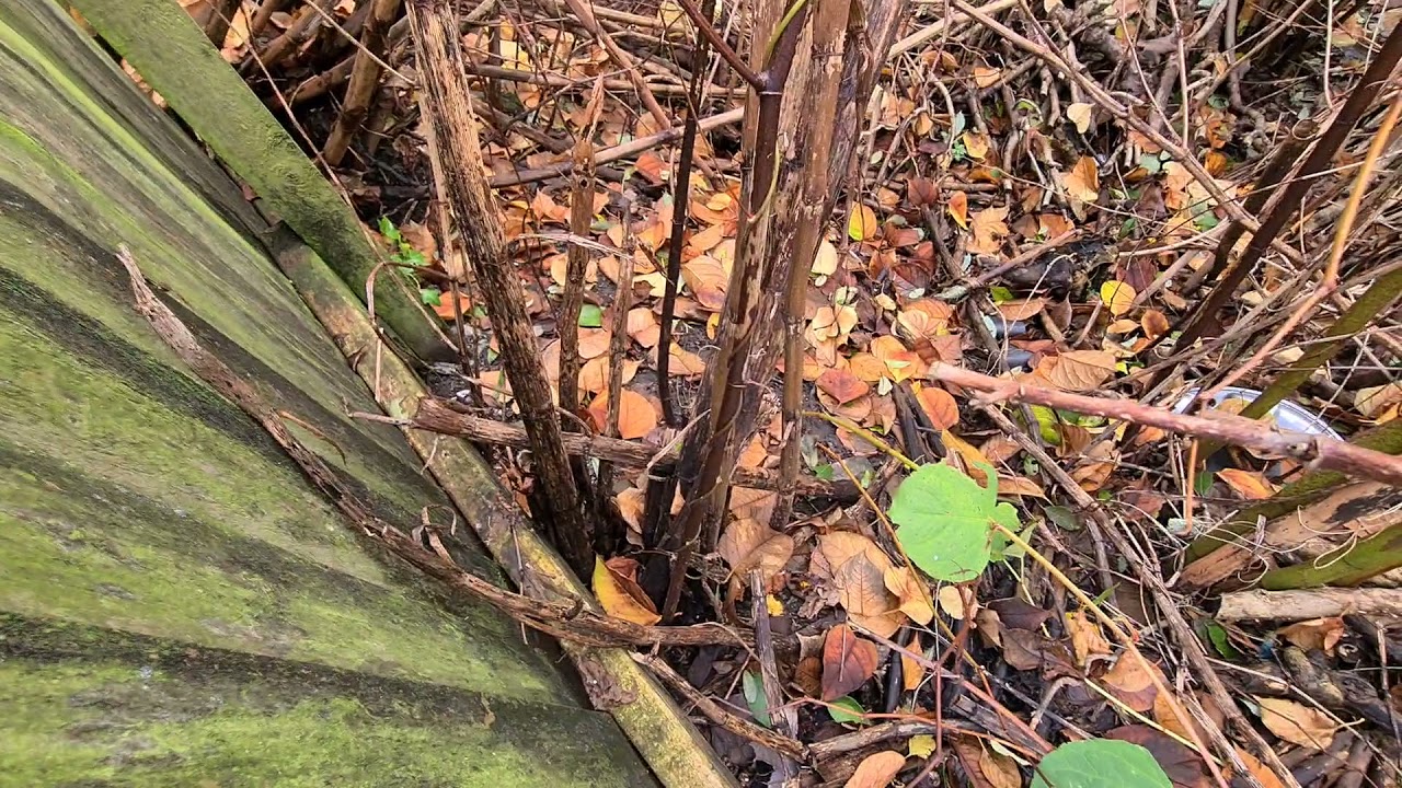 Japanese Knotweed In Winter - Identification Prior To Treatment