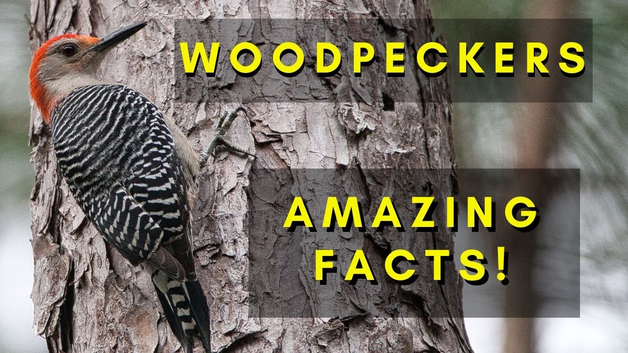 Incredible Woodpeckers: Nature's Drilling Experts