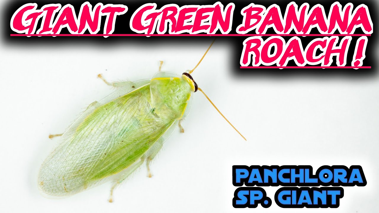 Keeping Giant Green Banana Roaches