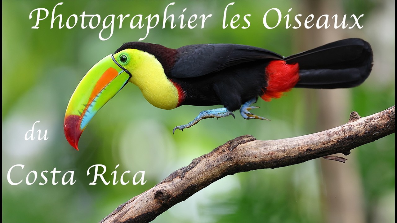 Photographier les oiseaux du Costa Rica 2026