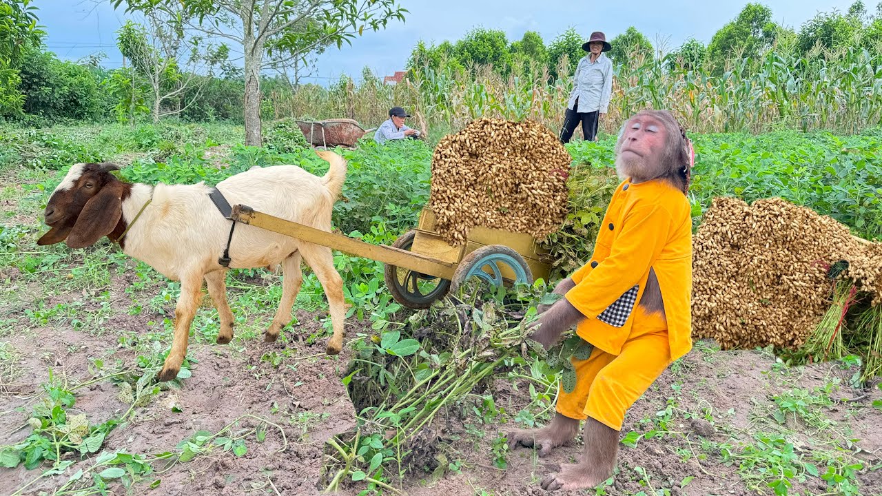 Farmer CUTIS goes harvest vegetables to sell to earn money feed friends.