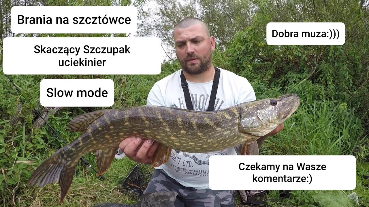 Szczupak Uciekinier! Westin // spinmad w akcji.