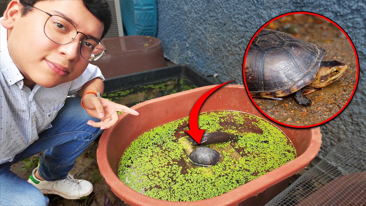 MIS TORTUGAS KINOSTERNON! 🐢