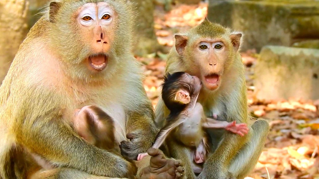 Sweet and Gorgeous baby, Brindy Walks with Mom to Learn How to Care for Her New Baby