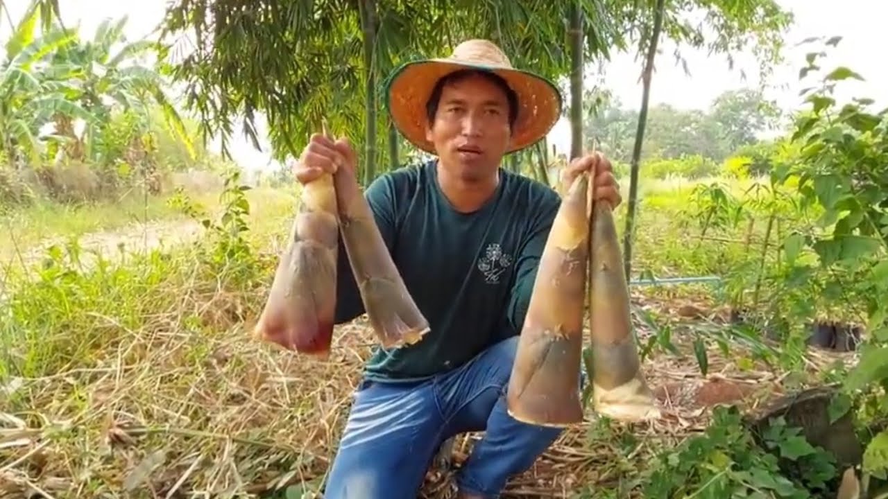 ปลูกไผ่กิมซุง 5 กอ มีรายได้เท่าทำนา 1 ไร่จริงหริอ??