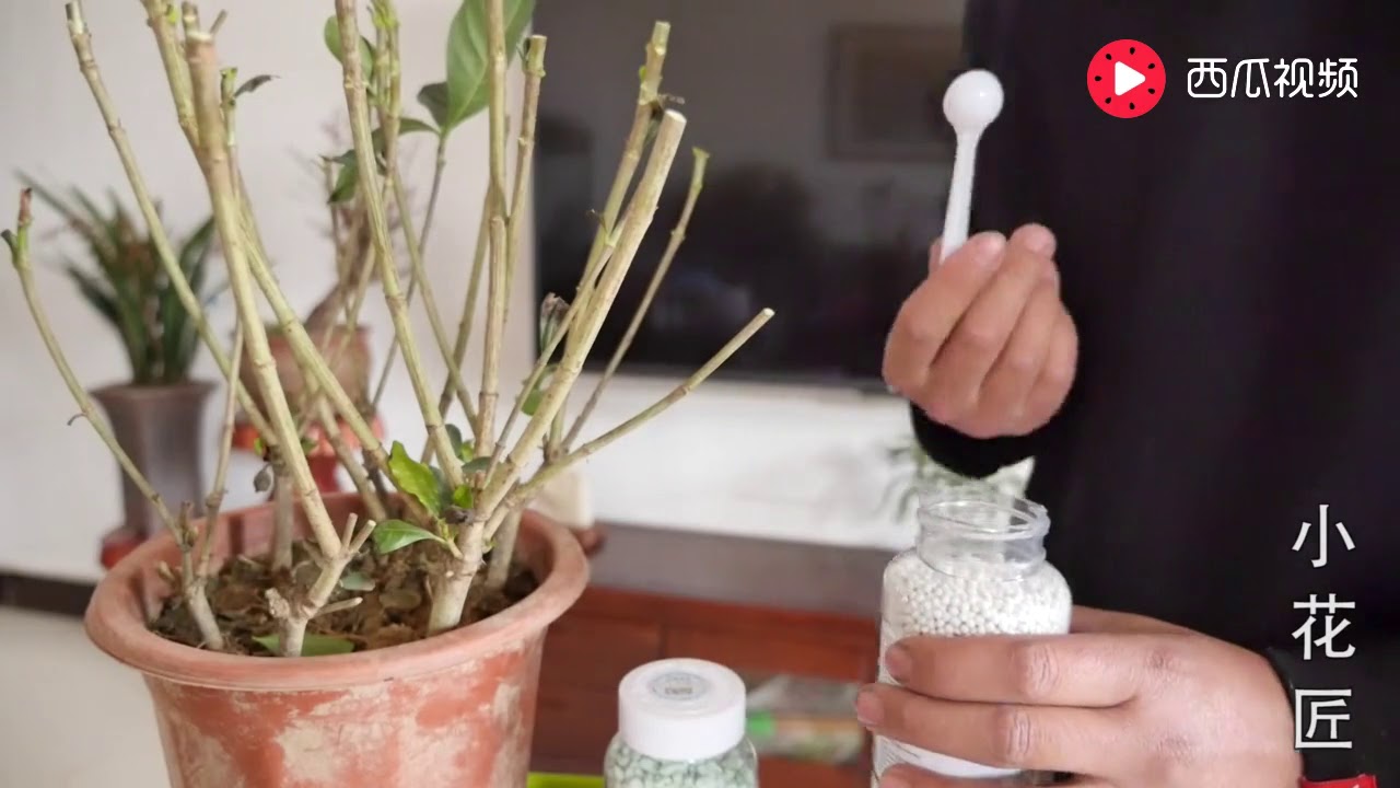【小花匠】修剪光秃秃的栀子花，这样施肥，一个月就会枝繁叶茂，绿油油