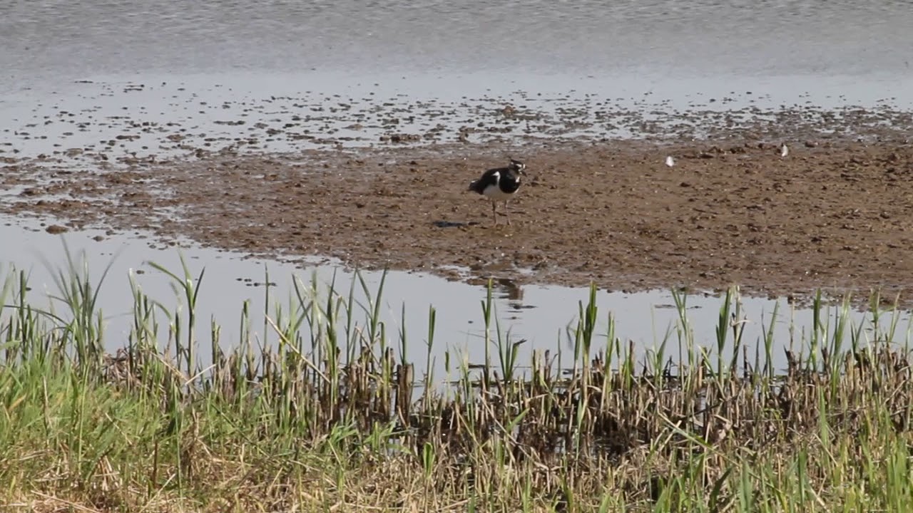 Lapwing with Canon EOS 1100D + Tamron VC USD 70-300mm lens by Northern Optics