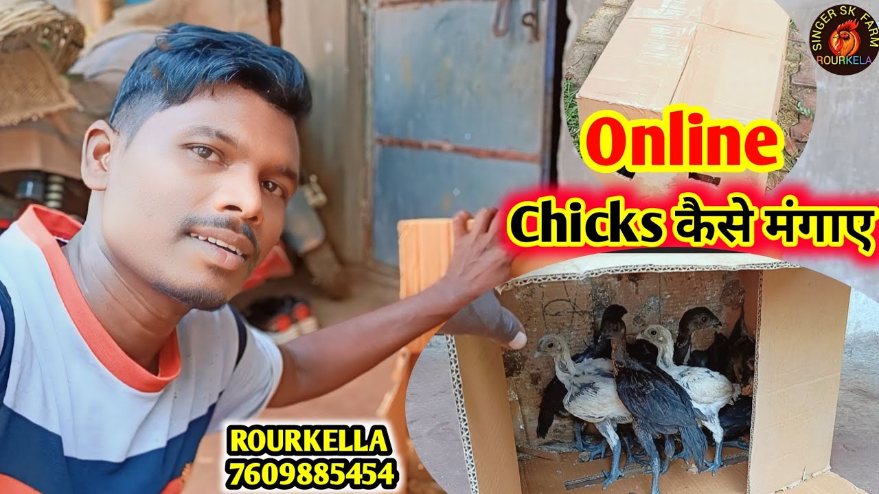 Online chicks कैसे मंगाए 🐥||murgi palan||farming video #chicks #aasil chicks #farming #murgi palan