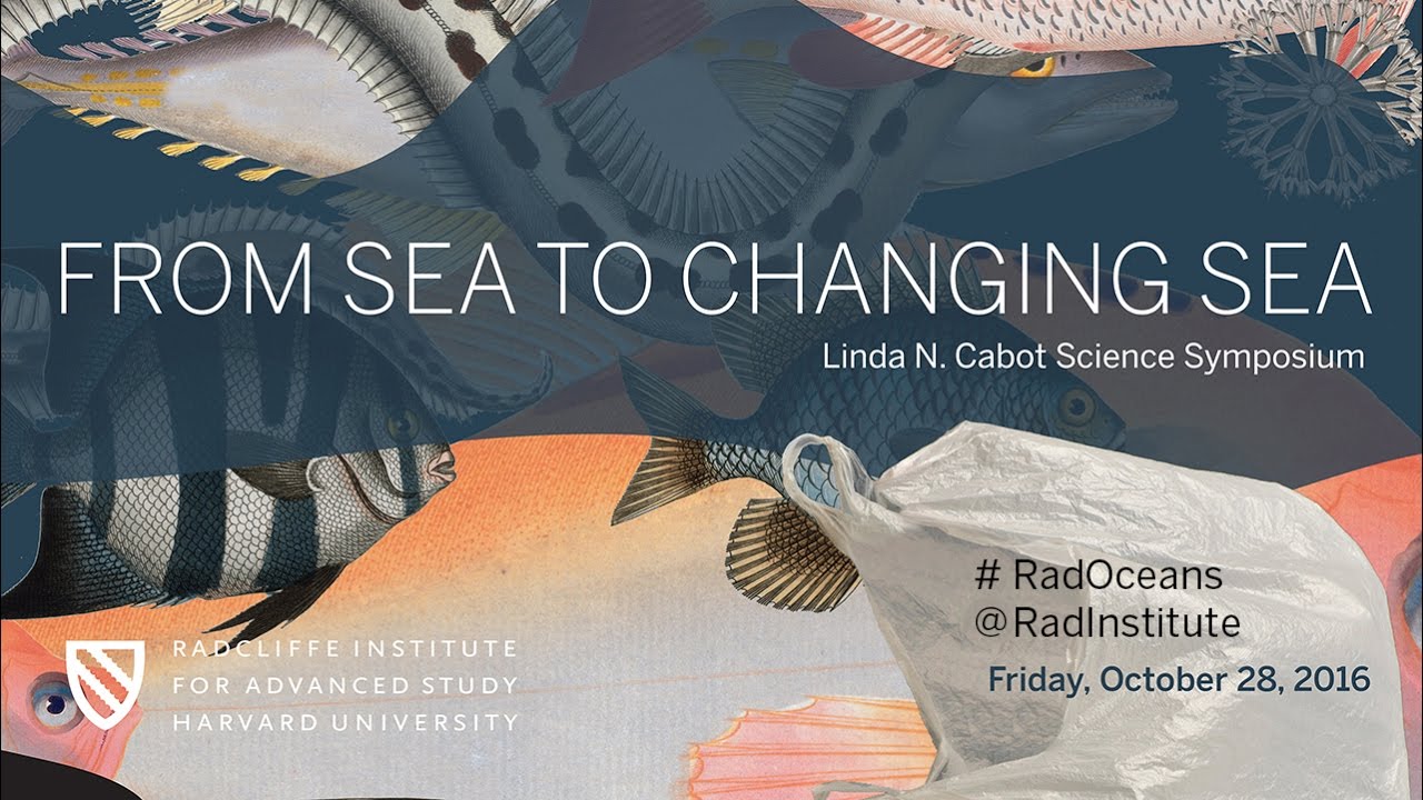 From Sea to Changing Sea | Impact of Sea-Level Rise on Greater Boston || Radcliffe Institute