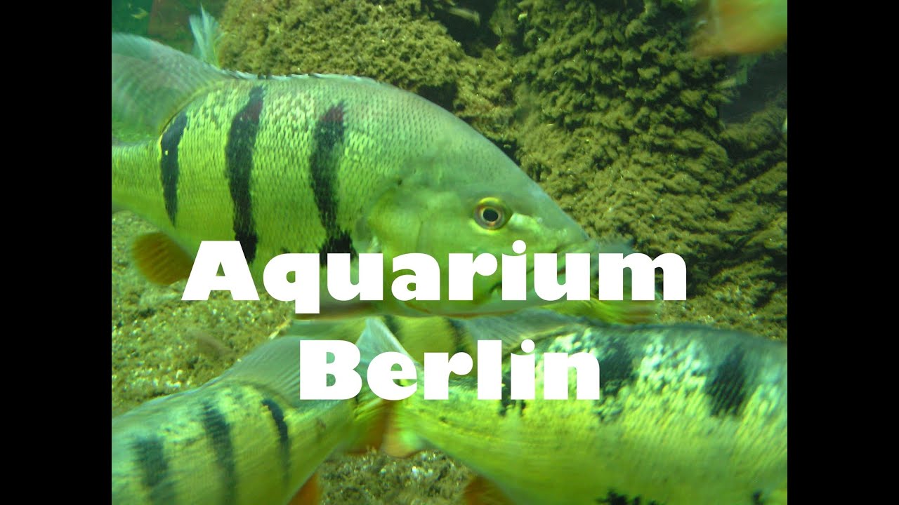 Aquarium Berlin