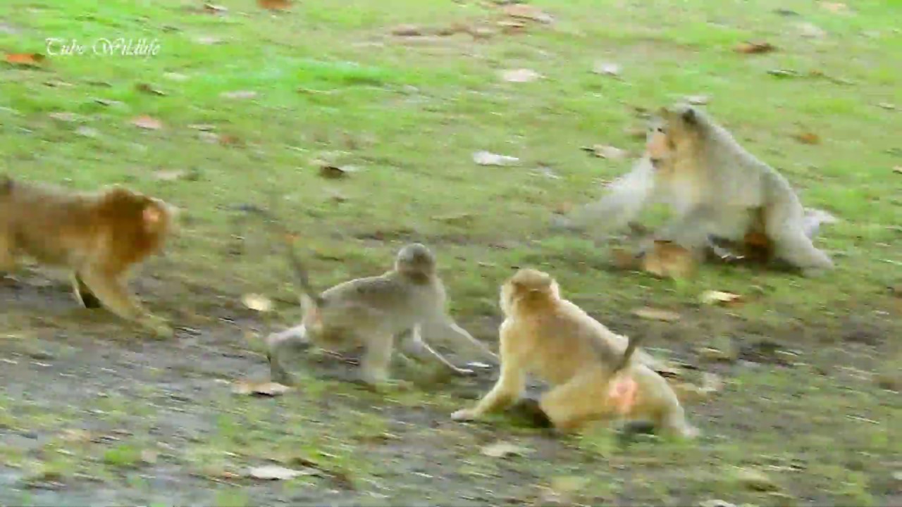 Shockingly, Amber troop monkeys try to expel Amari troop monkeys from its region