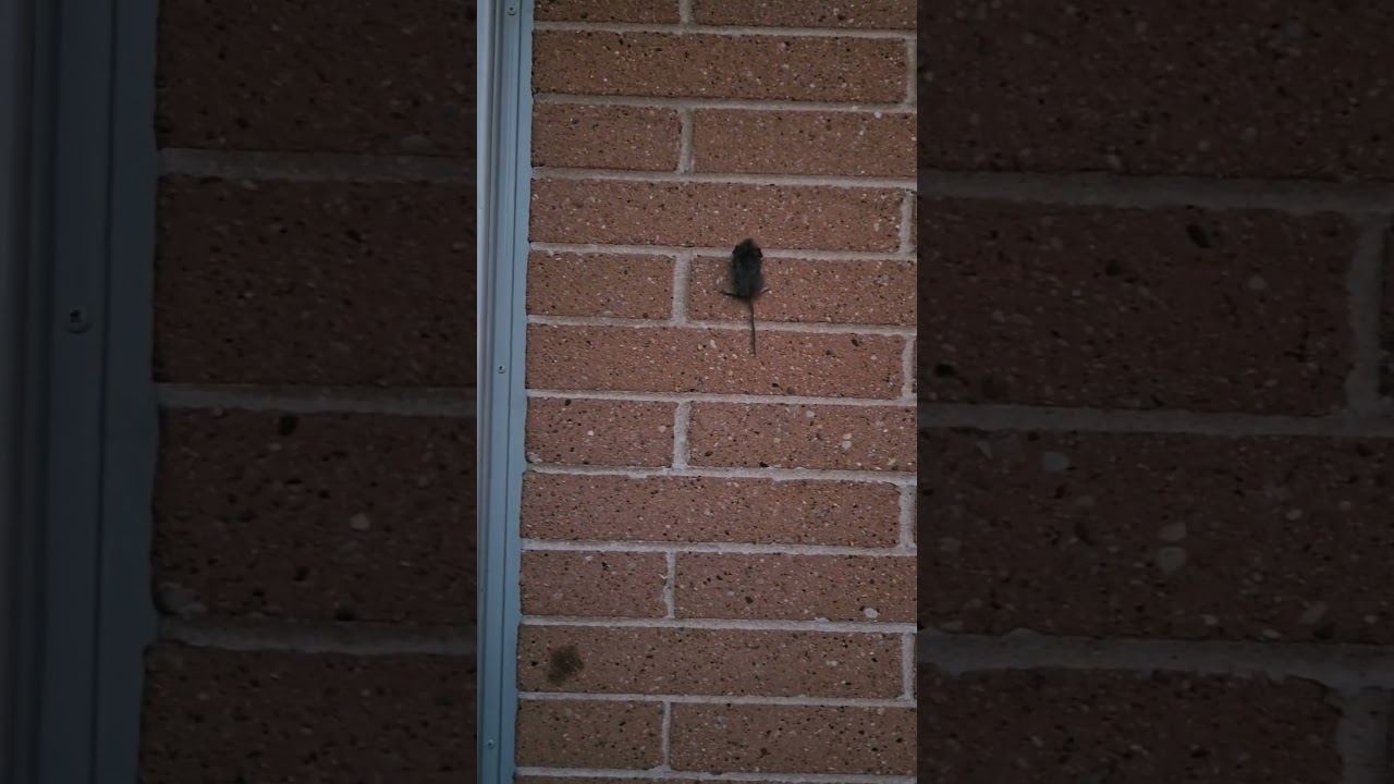 Mouse climbing the wall
