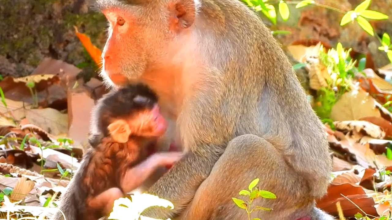 Monkey Jane Cares for Both Her Newborn and Older Baby