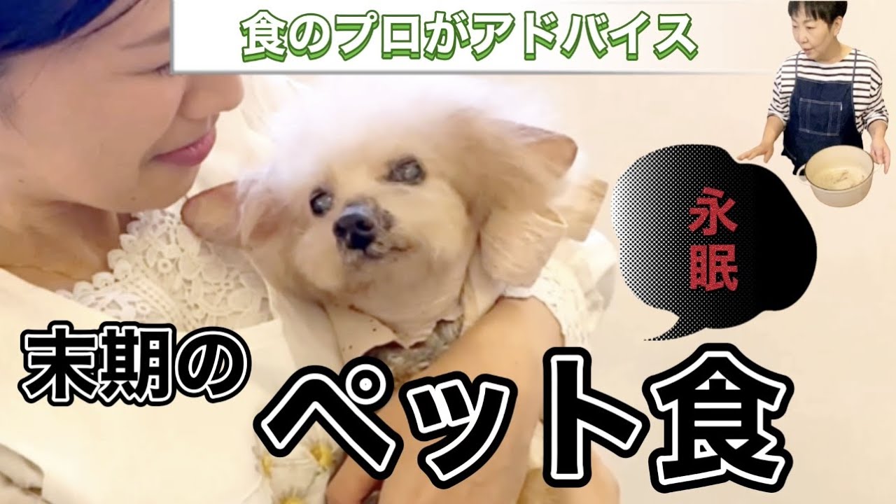 【永眠】食べない老犬  最期のペット食