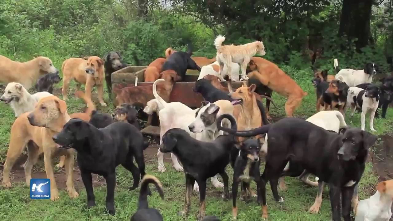 Sorprendente refugio de 800 perros callejeros en Costa Rica