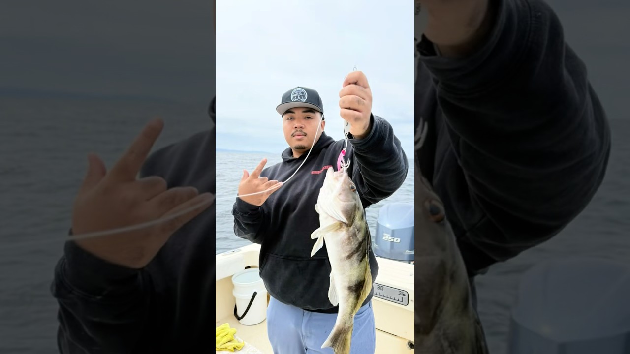 Catching a big sand bass in Long Beach #dannysocalfishing #asaltweapon #parker2320 #sandbassfishing