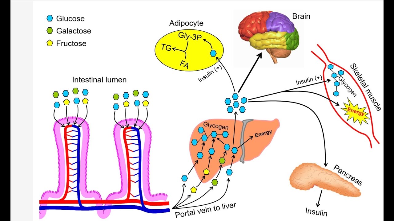 Liver, muscle, and adipose tissue