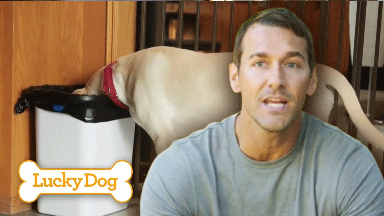 Training a High-Energy 6-Month-Old Lab Puppy! | Lucky Dog