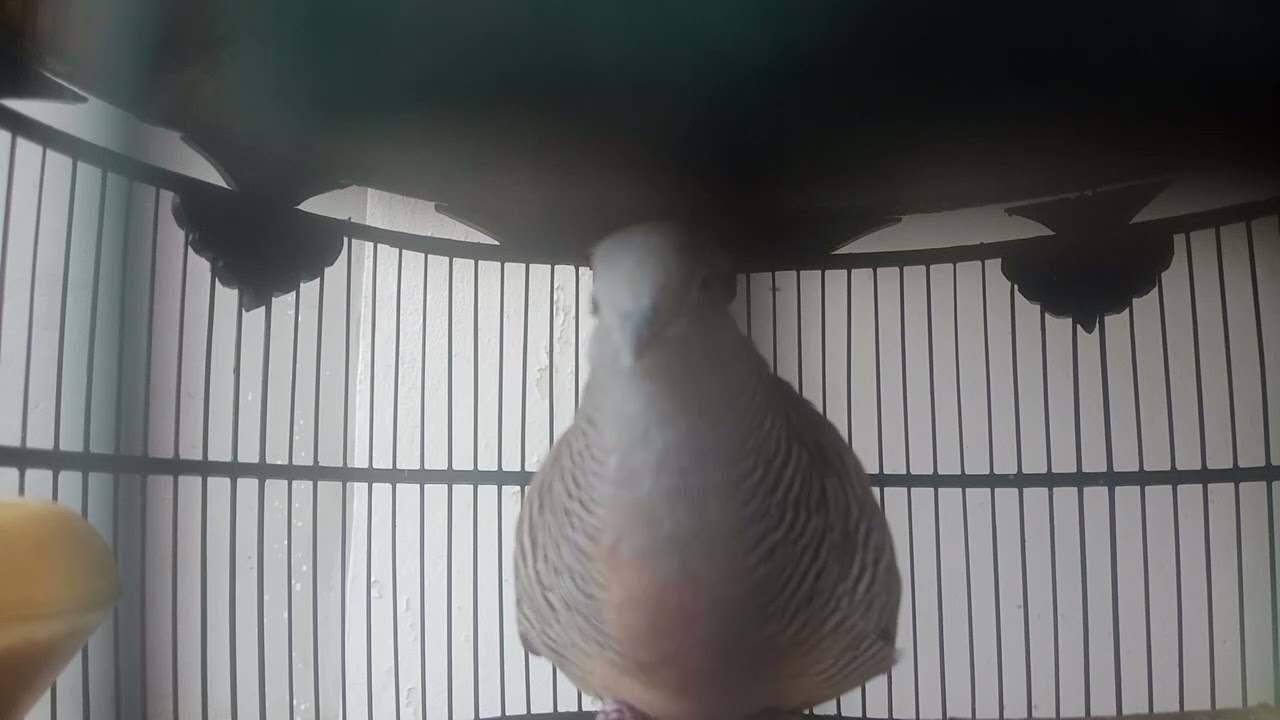 PANCINGAN SUARA BURUNG PERKUTUT BANGKOK MANGGUNG GACOR