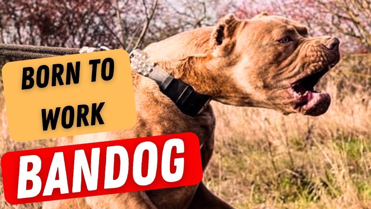 BANDOG — рожден для работы!