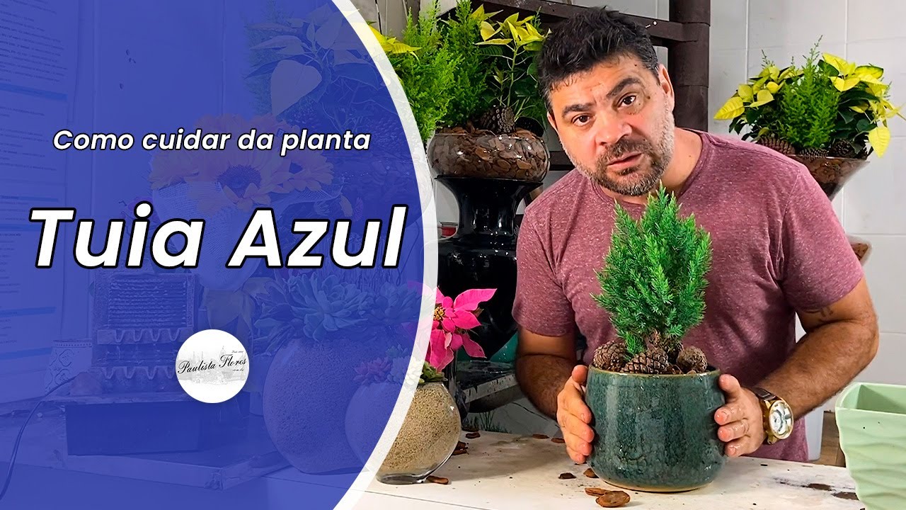 Como cuidar da Tuia Azul, que você comprou no mercado?