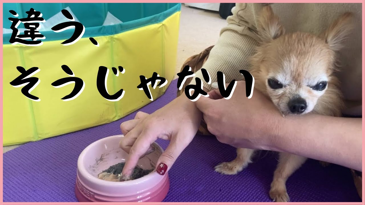【老犬介護】ご飯を食べない日の試行錯誤【たぶん好き嫌い】