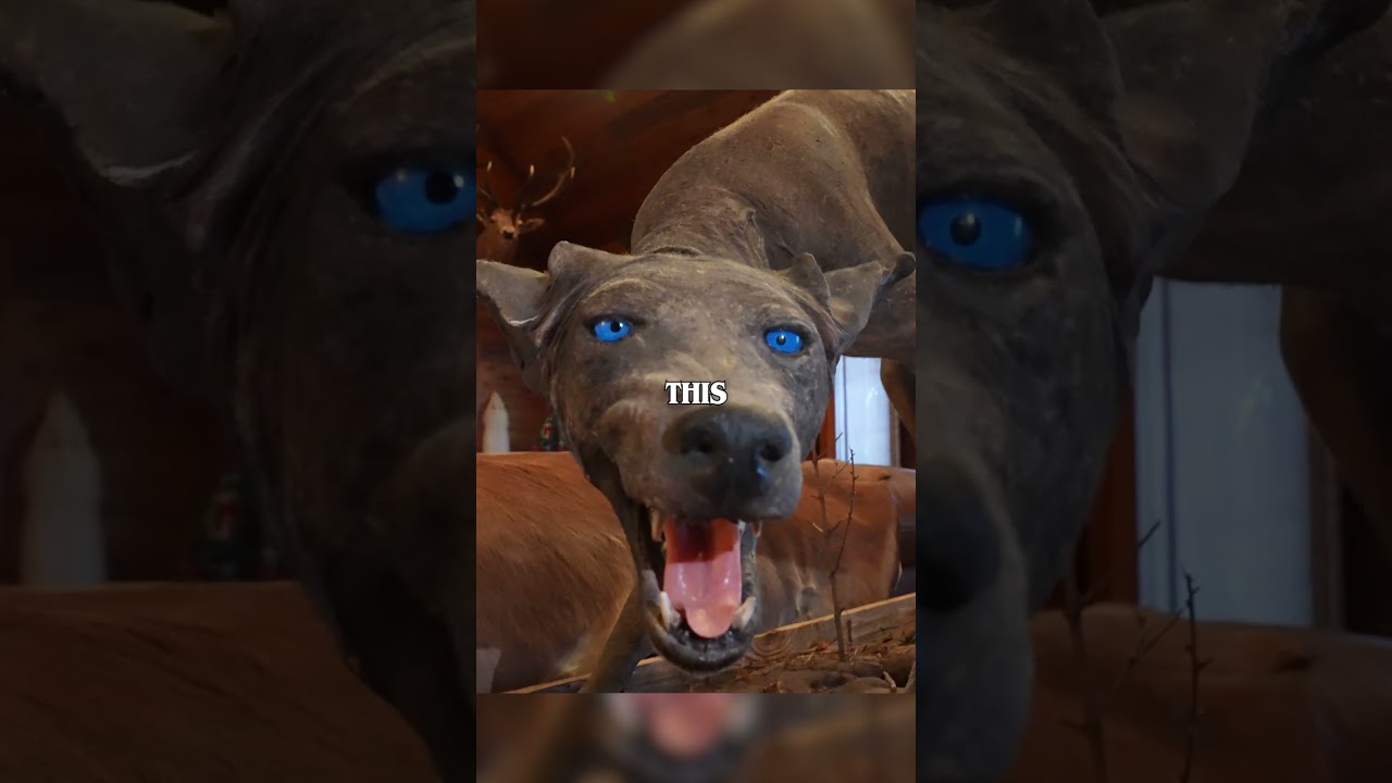 Я нашел настоящего Чупакабру