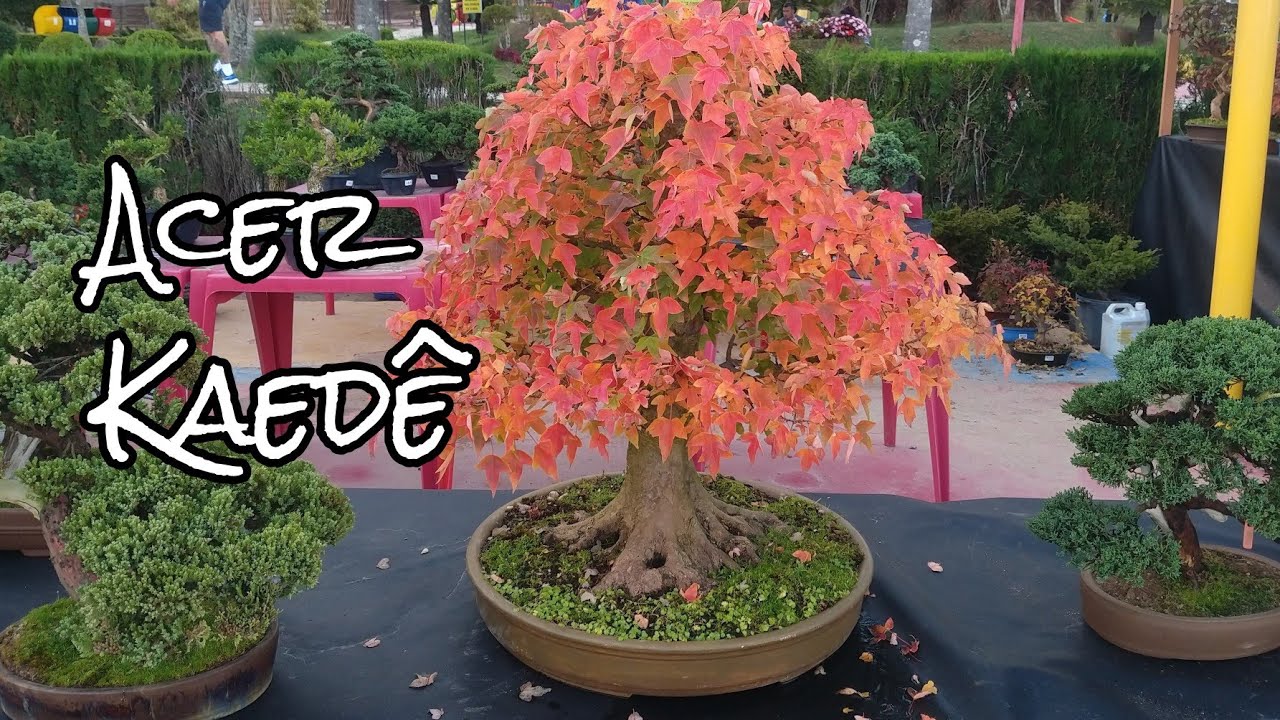 Acer tridente, kaede bonsai , Tramujas