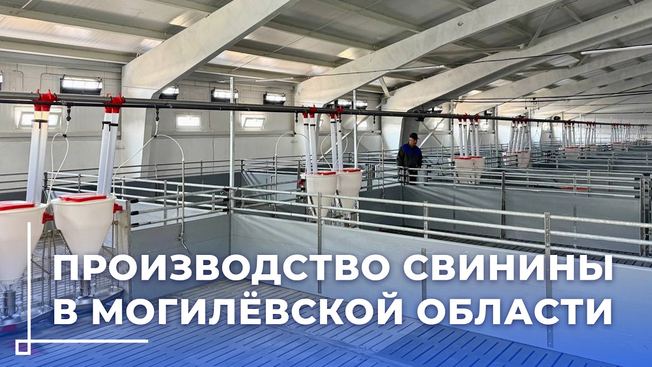Современный комплекс по откорму свиней на 51 тысячу голов в год открыли у деревни Борисовичи