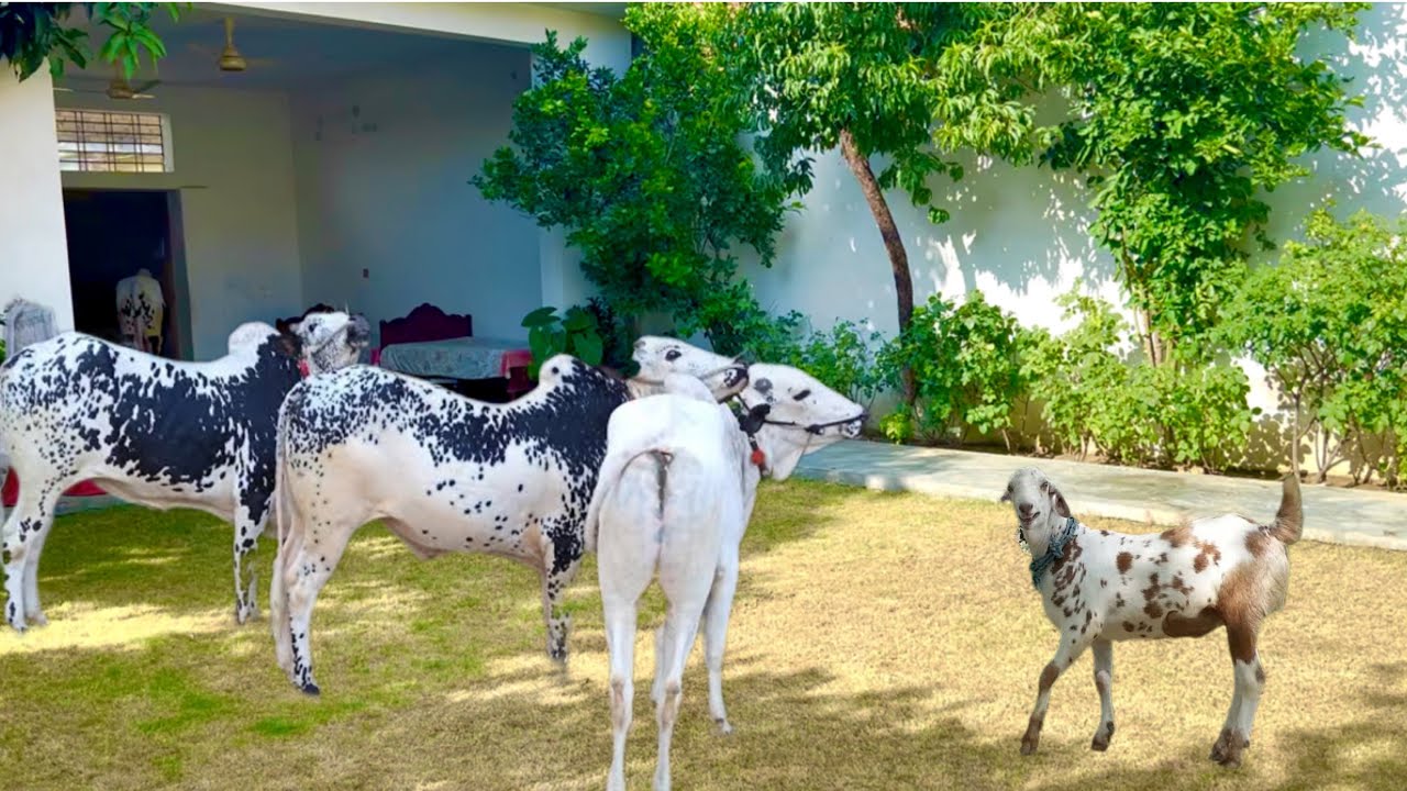 Alhumdullillah Qurbani ka Janwar Ghar Aa Gaya 😍