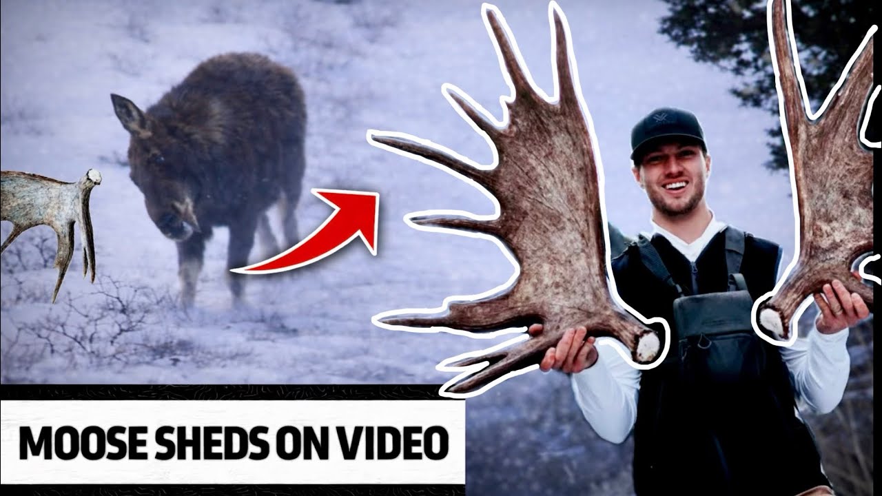 I GOT IT ON VIDEO! | MOOSE SHEDS AN ANTLER! 2026 SHED HUNT
