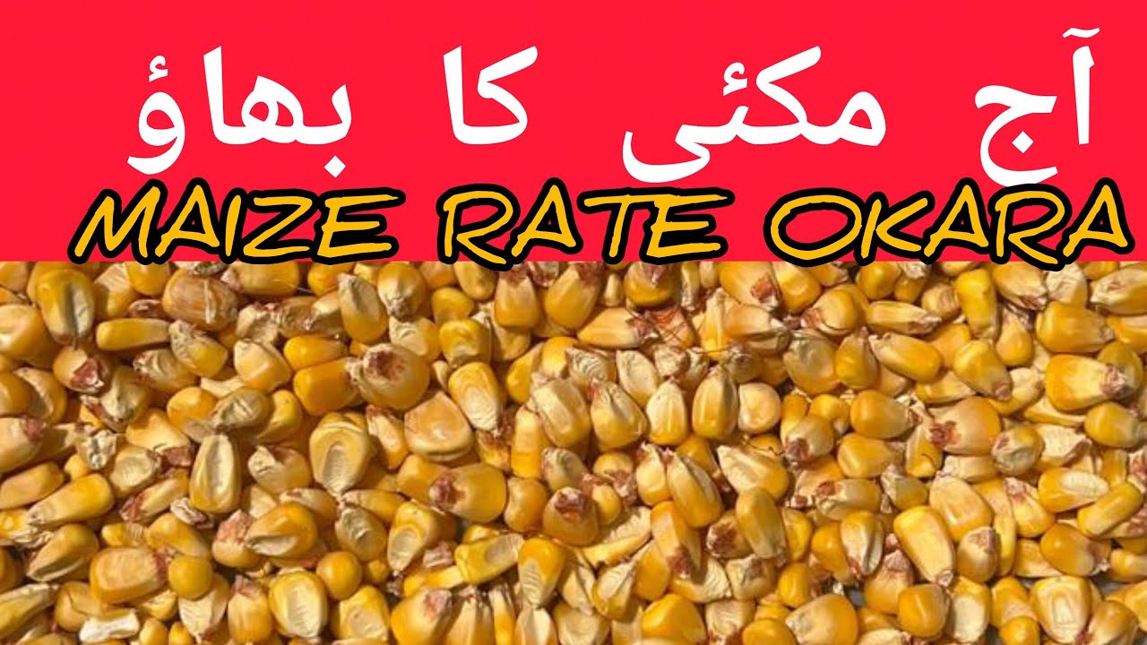 Maize rate today // maize mandi rate // مکئی کا بھاؤ 17.09.2025