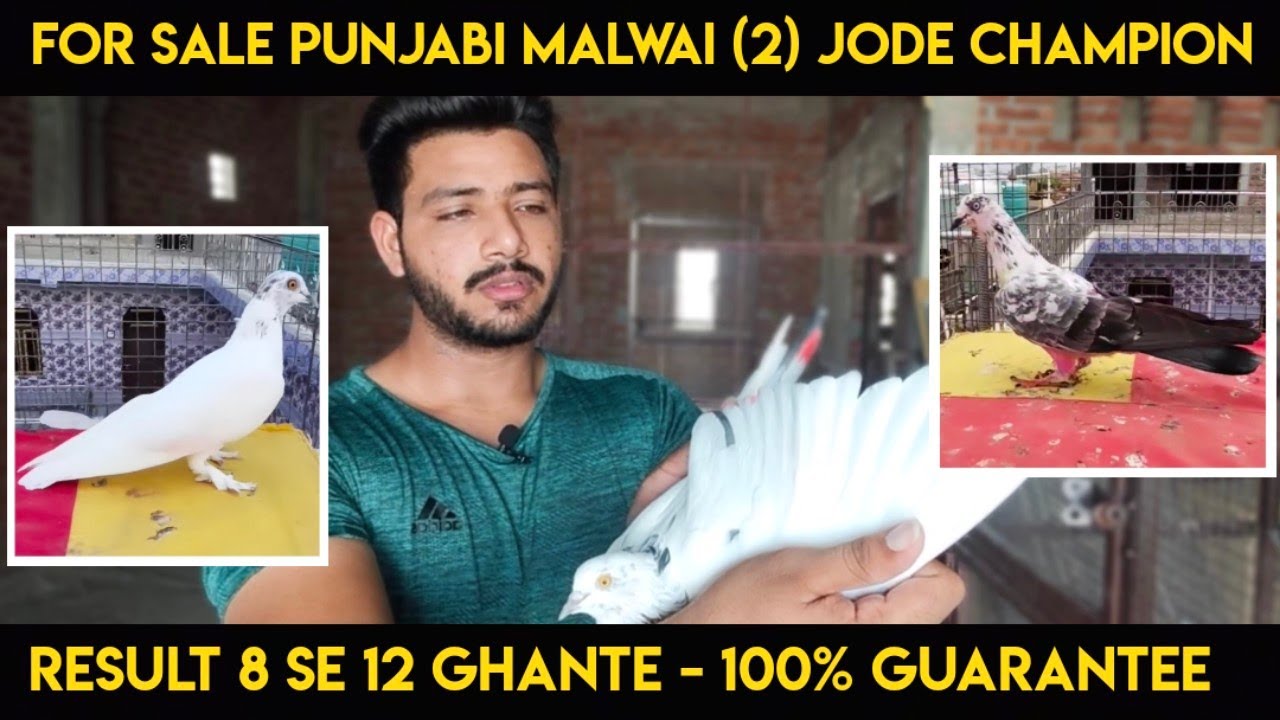 SALE - 2 JODE CHAMPION BLOODLINE PUNJABI MALWAI KABOOTAR ( KABOOTARBAZI )